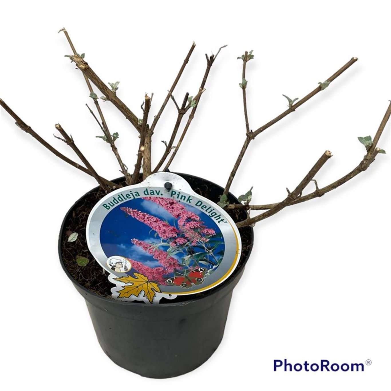 Buddleja d. 'Pink Delight' - C3